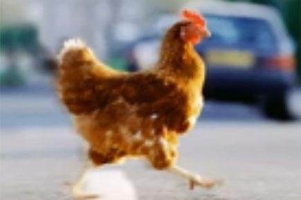 Best chicken road gokspel in Netherlands